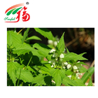Pure Herbal Stinging Nettle Root Extract 5:1 For Health Food