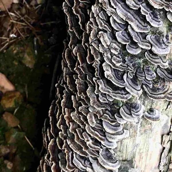 Coriolus Versicolor エクストラクト 10%~50% ポリサクライド PSK PSP トルコ 尾 キノコ エクストラクト