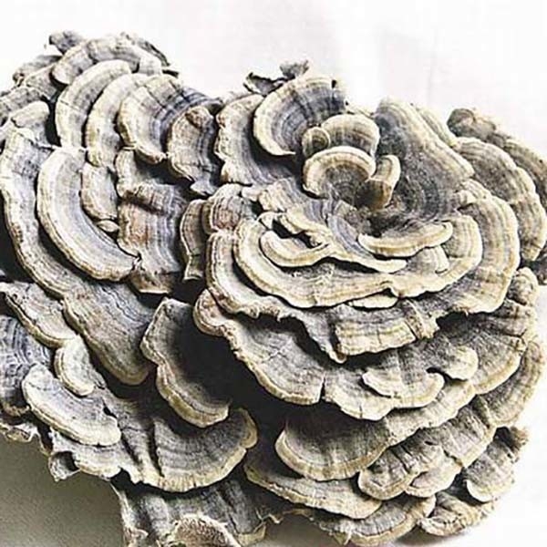 Coriolus Versicolor エクストラクト 10%~50% ポリサクライド PSK PSP トルコ 尾 キノコ エクストラクト