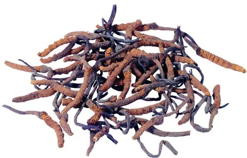 健康管理製品用微細褐色黄色粉末食品グレード冬虫夏草エキス