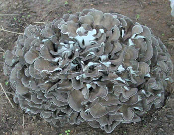 細かい茶色の黄色のマイタケキノコエキス粉末 30% 多糖類、錠剤およびカプセル用途向け、免疫力向上