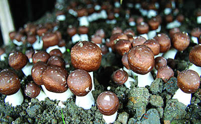 Agaricus Blazei エクストラクト パウダー 10% ポリサカリド 機能食品 錠剤とカプセル 免疫力強化用