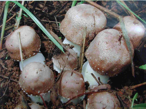 機能食品および保健品のための 50% ポリサハリドを含む Agaricus Blazei 抽出粉