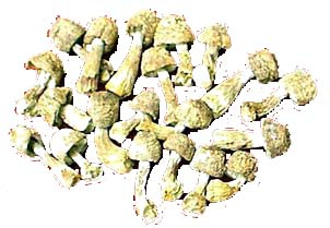 Agaricus Blazei エクストラクト 粉末 20% ポリサハリド 機能食品および保健品