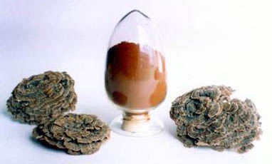 Coriolus Versicolor Extract 30% 機能食品のためのポリサカリド 血糖調節と粘液減少