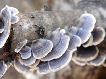 コリオラス・ヴェルシコラー 抽出 10% 機能食品用ポリサカリド 血糖を調節し,粘液を減らす