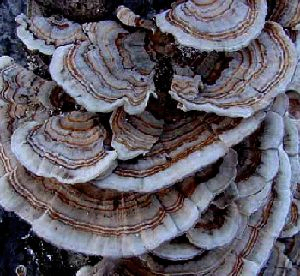 Coriolus Versicolor Extract 血糖調節と粘液減少のための機能食品のための50%ポリサカリド