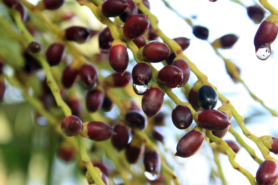 High Potency Saw Palmetto Extract 45% Fatty Acids (Serenoa Repens) -Premium Concentrate for Prostate Health & Advanced Formulations