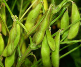 大豆イソフラボン抽出粉末 – 栄養補助食品および機能性食品用途向けの大豆由来の天然フィトエストロゲン