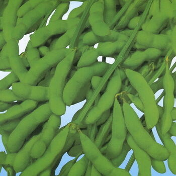 大豆イソフラボン抽出粉末 – 栄養補助食品および機能性食品用途向けの大豆由来の天然フィトエストロゲン