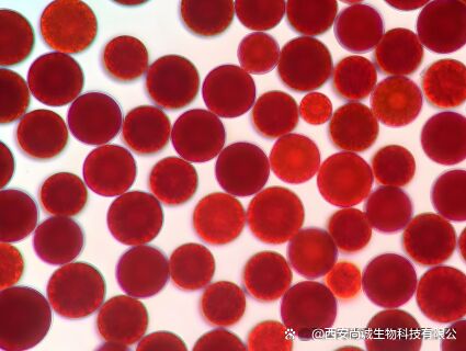 サンスフル 食品級 抗酸化物質 健康 供給 高品質 1%~10% 天然 ヘマトコカス プルービアリス 抽出物/アスタキサンチン 粉